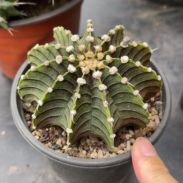 无花朵肋骨牡丹一物一拍