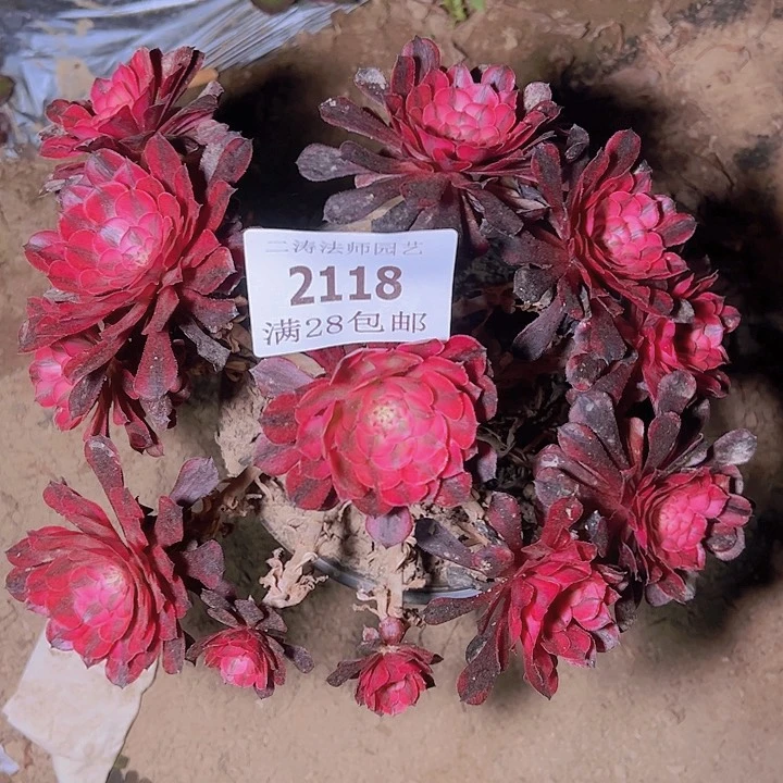 2118黑同白多肉植物老桩