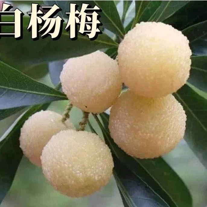 耐寒耐热果树水晶杨梅盆栽果树苗当年结果改良南北方四季地栽庭院