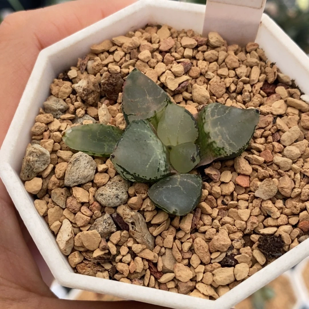 30号冰皇多肉植物带盆