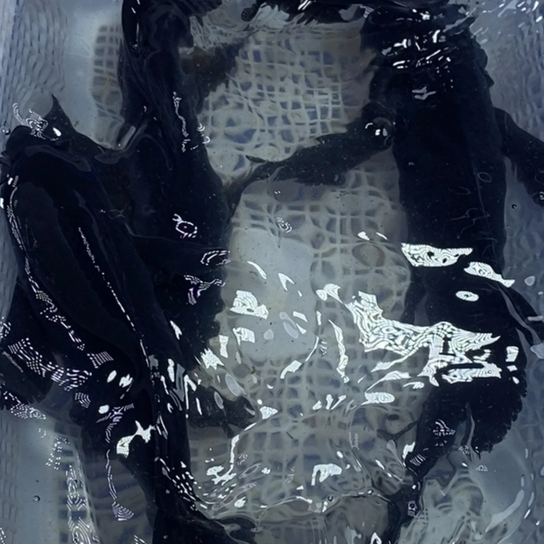 锦鲤冷水锦鲤包邮