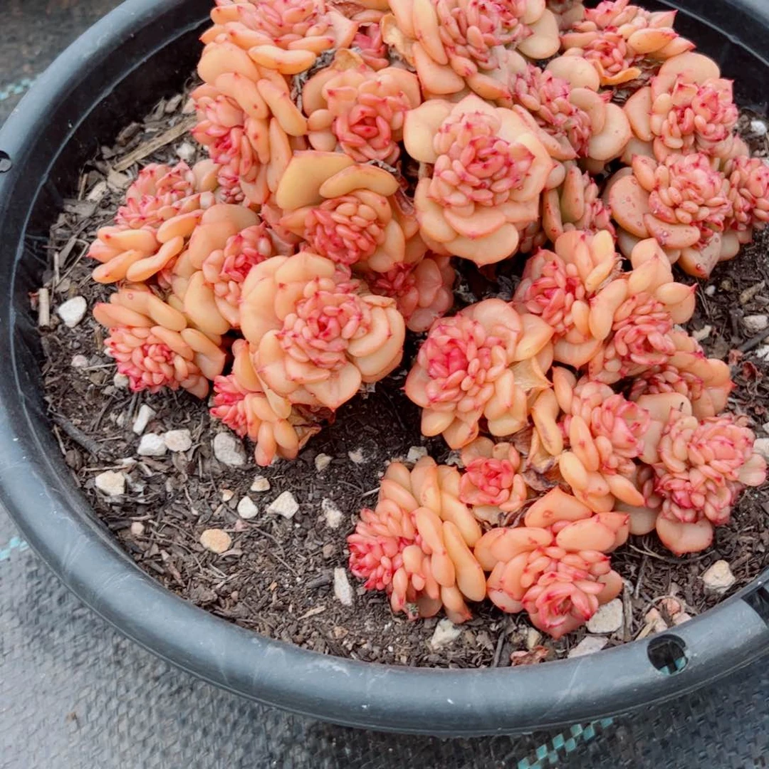 宝****❤蜡牡丹多肉植物好看