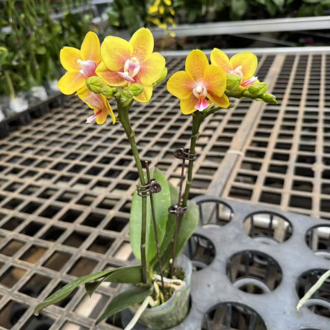蝴蝶兰【香水黄金】精品室内花卉昆明直发