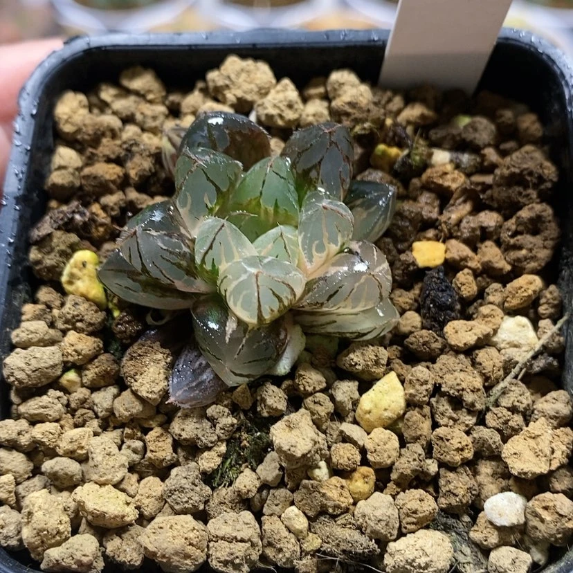 【闪购商品】155非组水晶灯