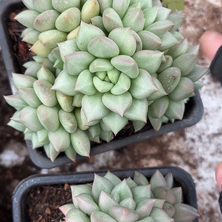 黄金象牙群生（拍满18包邮）