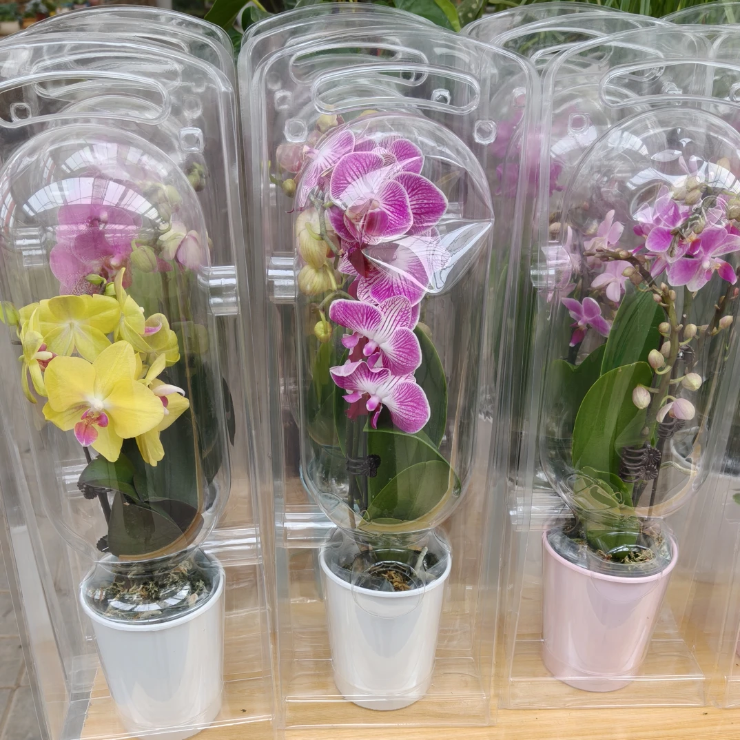 【次日达】教师节礼盒蝴蝶兰带花带花苞发货花期超长适合送老师包邮