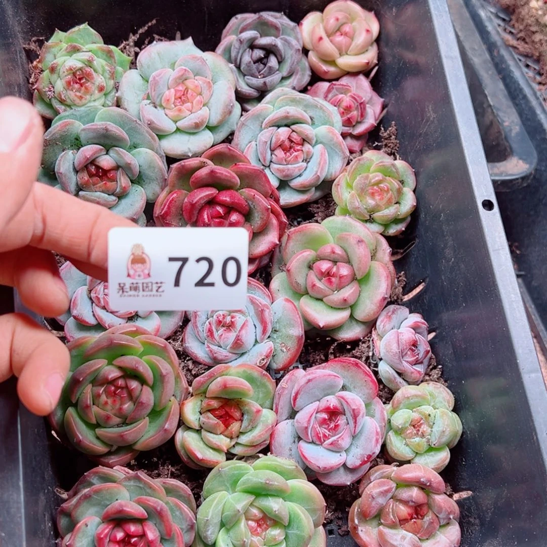 泡***x多肉植物多肉植物