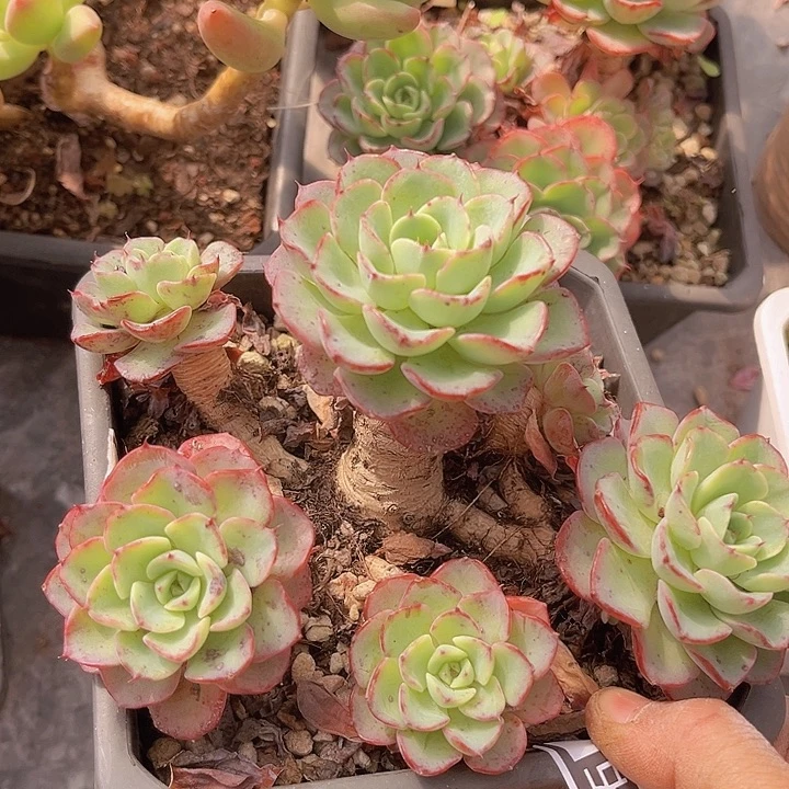 七福美尼2263多肉植物