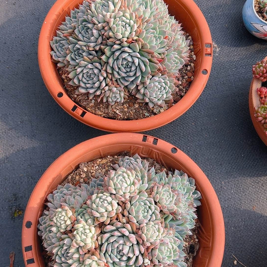 阿尔巴佳人，满18包邮