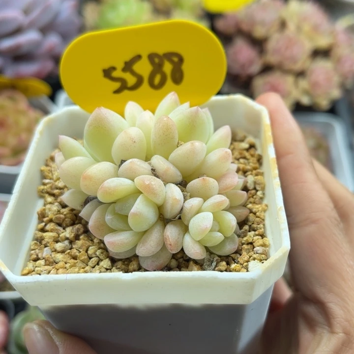 奶油冰玉无砍群5588