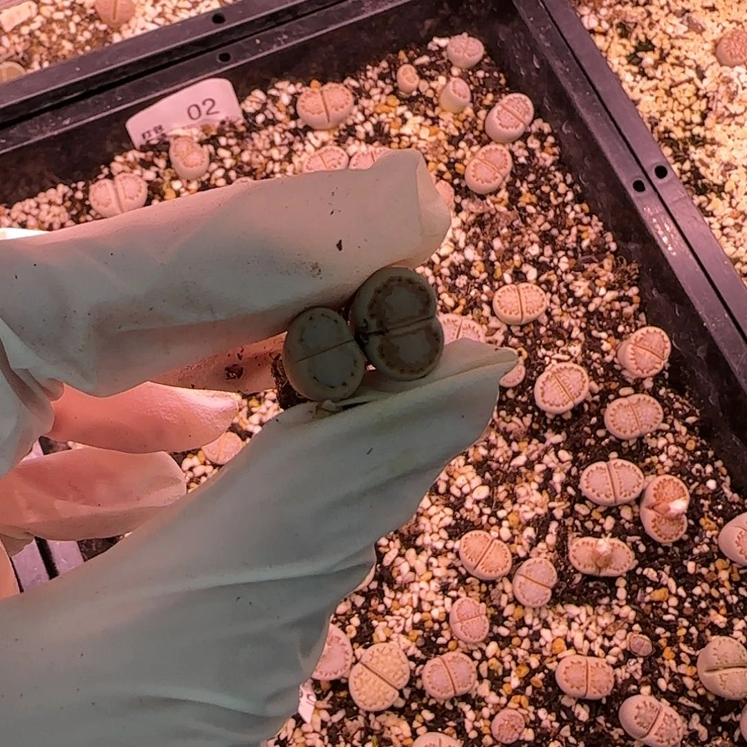 初***媚11.17.c216饼干糖霜.9071