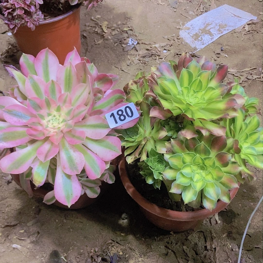 三****肉180两个老庄朵朵特价不周正