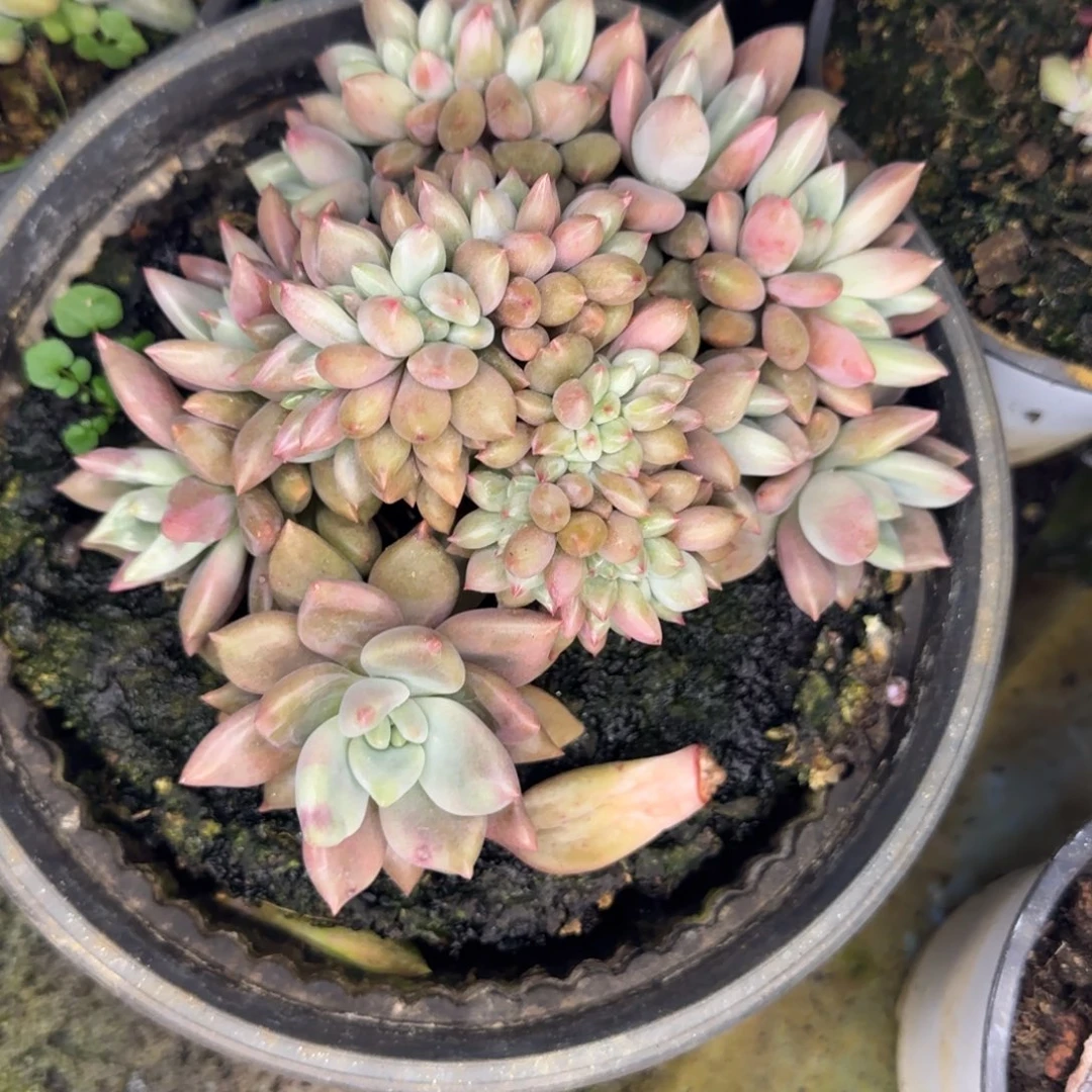多肉植物多肉植物