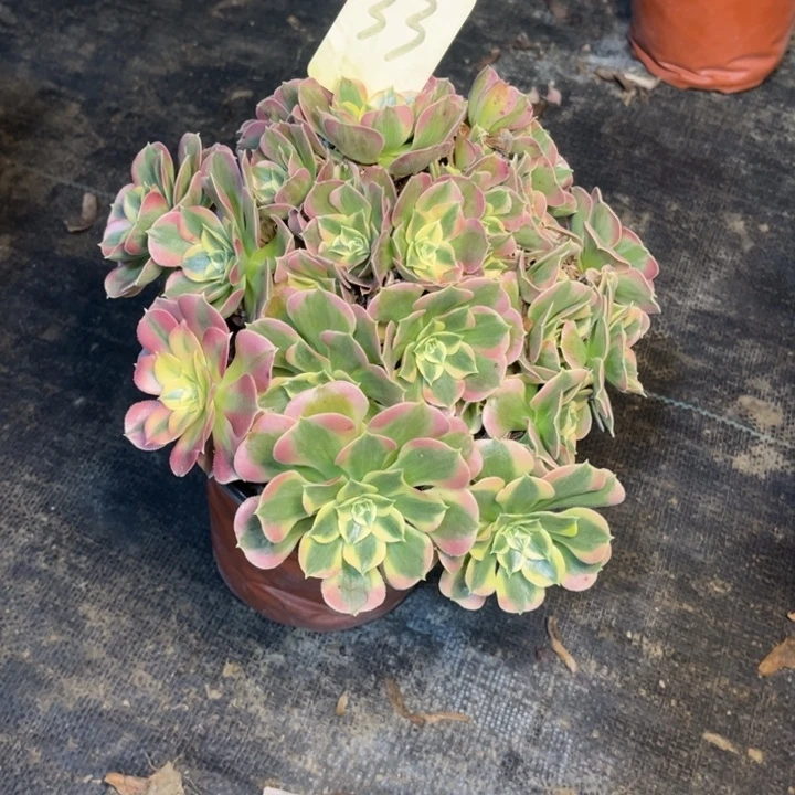 33白凤多肉一物一拍