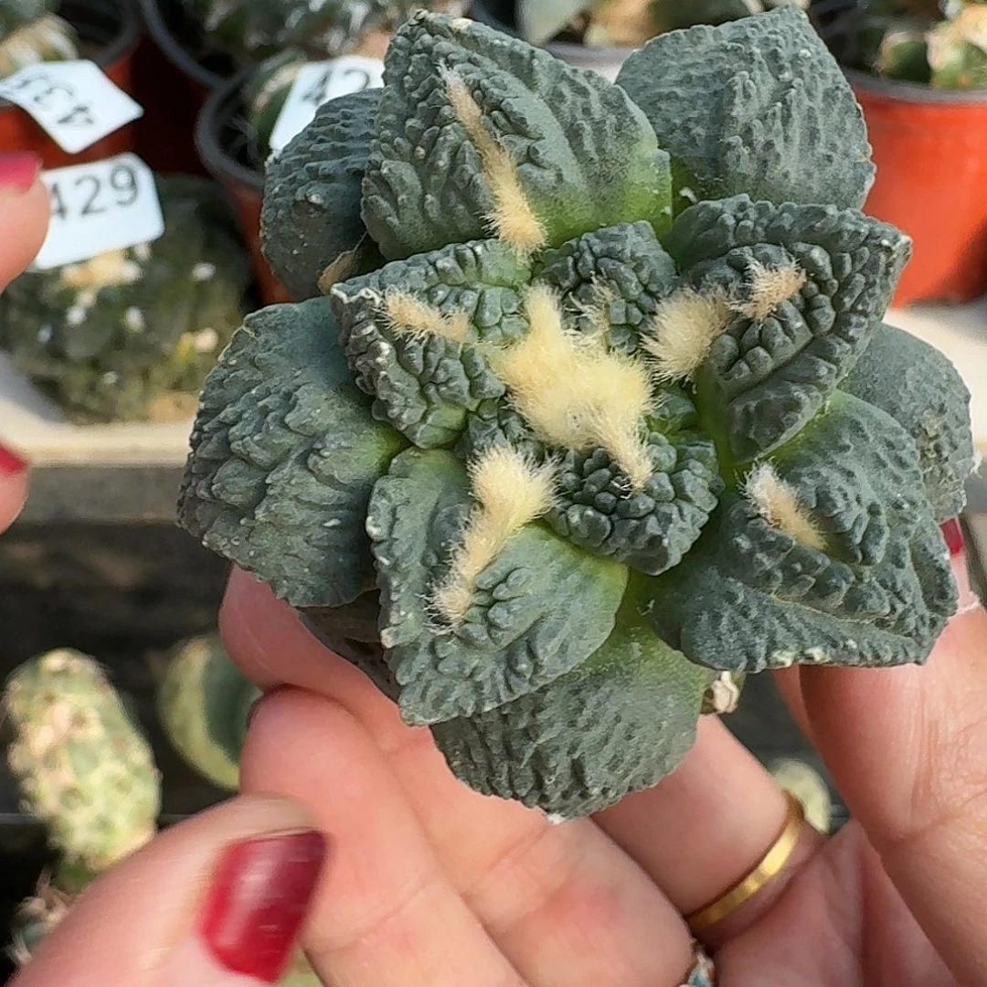 全部花朵龟甲怒725