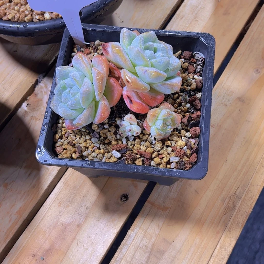 嶷*018冰玉。。。。。。。。