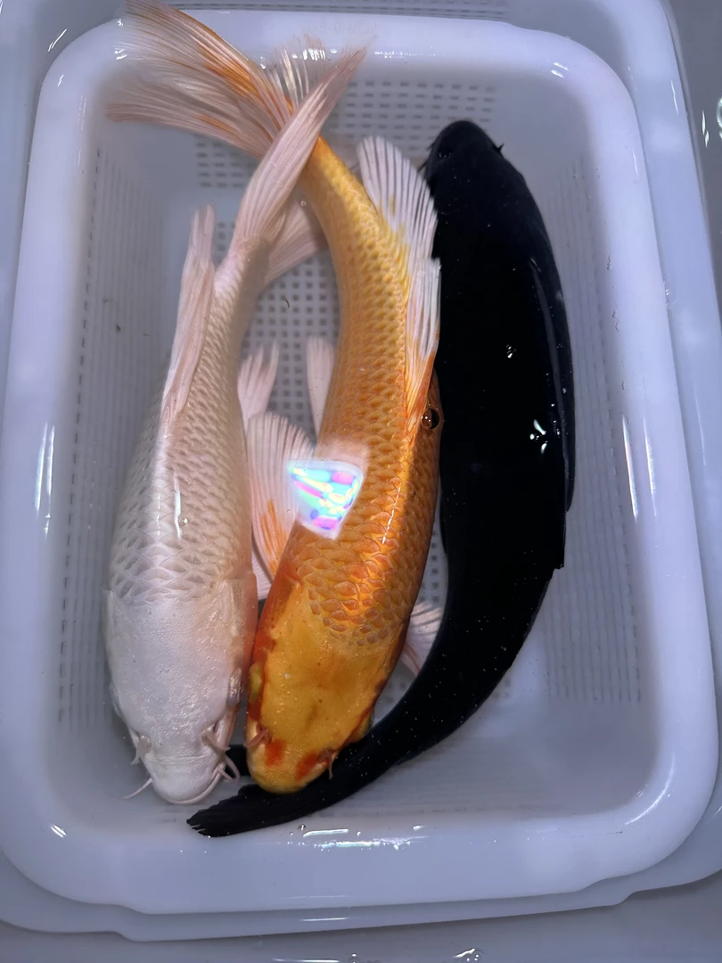 红肚皮铁包金1白蝴蝶1黄蝴蝶1锦鲤观赏鱼冷水鱼淡水鱼蝴蝶鲤包邮