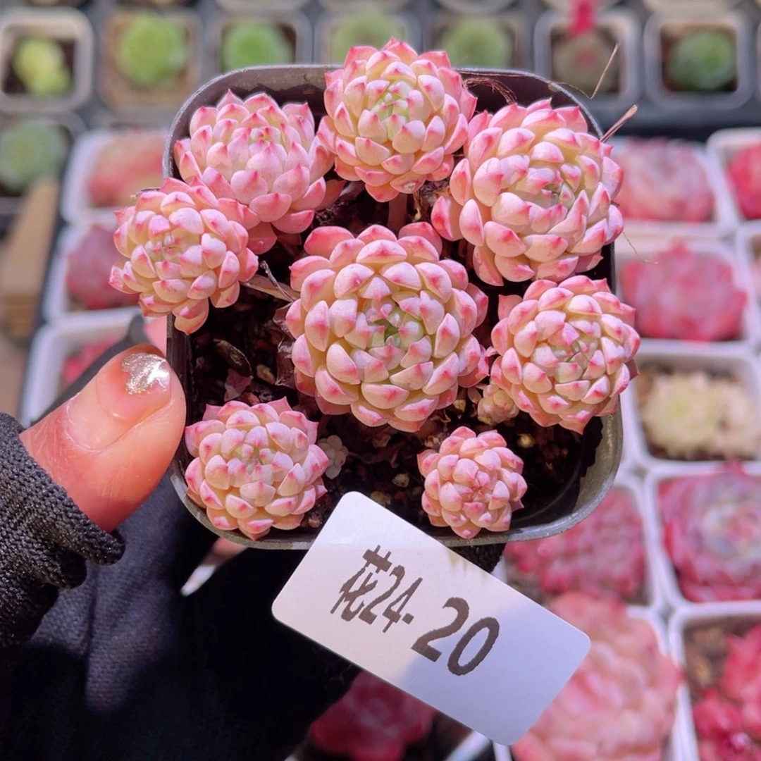 花24-20小粉莓群生