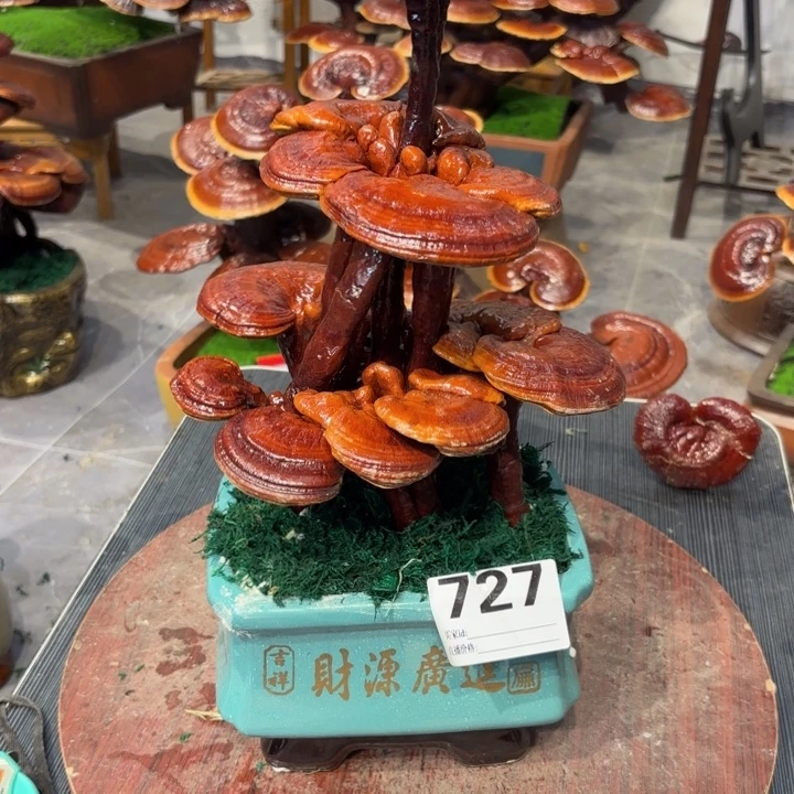 ****⁰灵芝88888888888888888