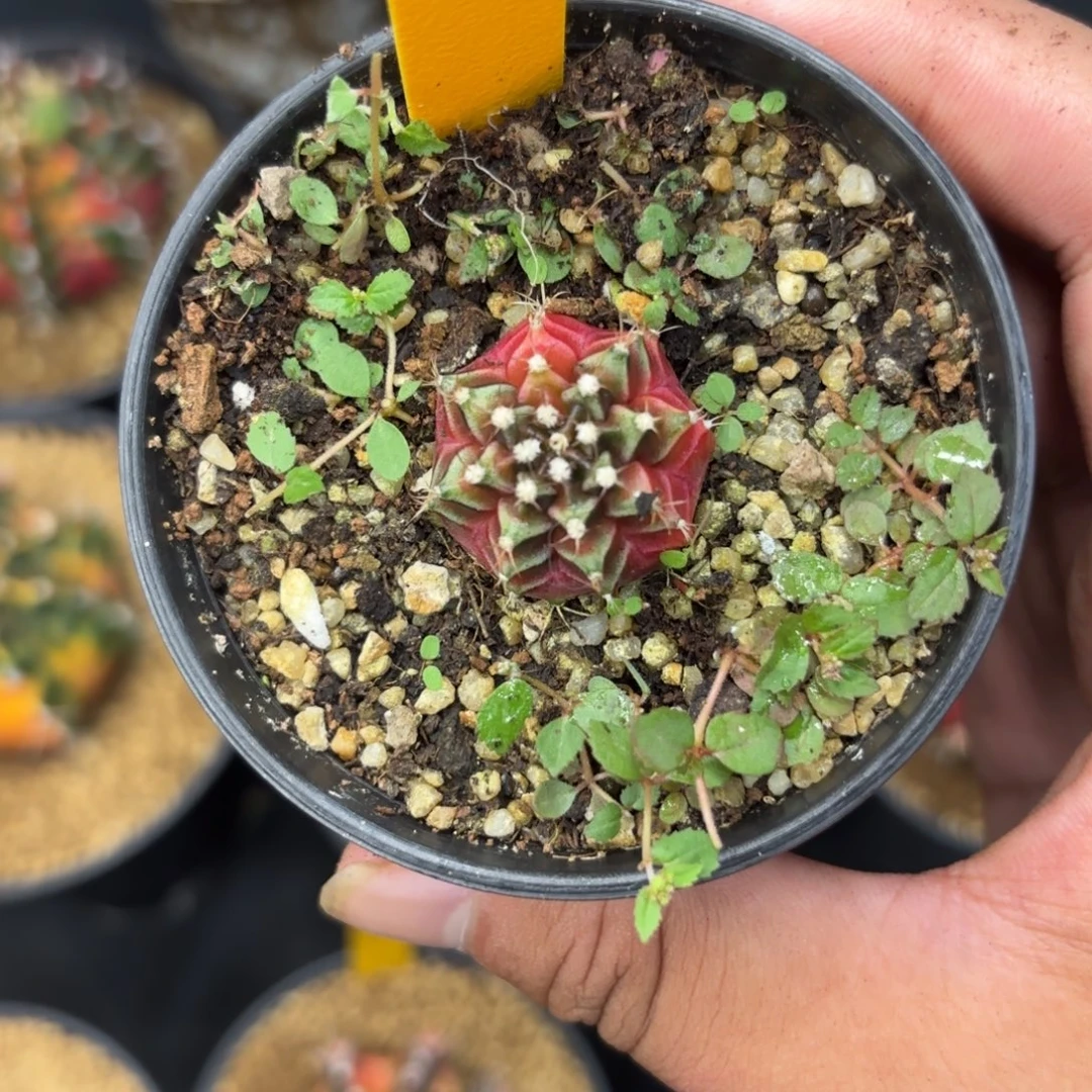 127-1225泰国发货多肉