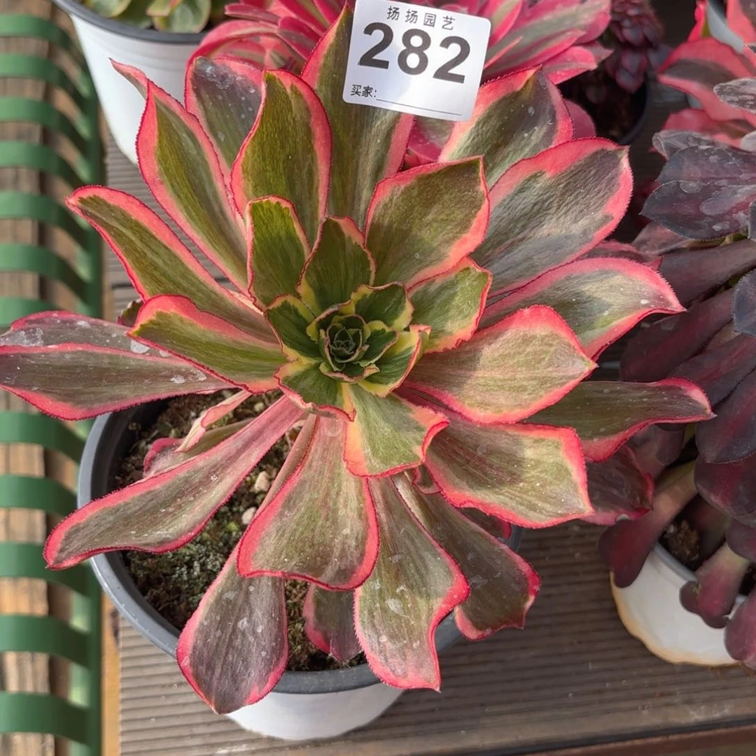 12345  282多肉法师