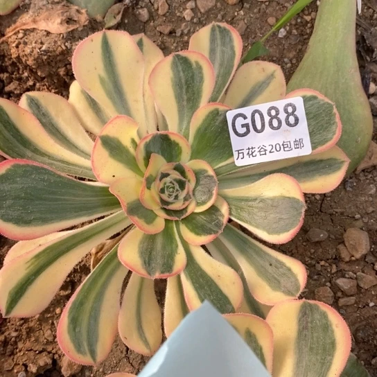 088王妃多肉植物