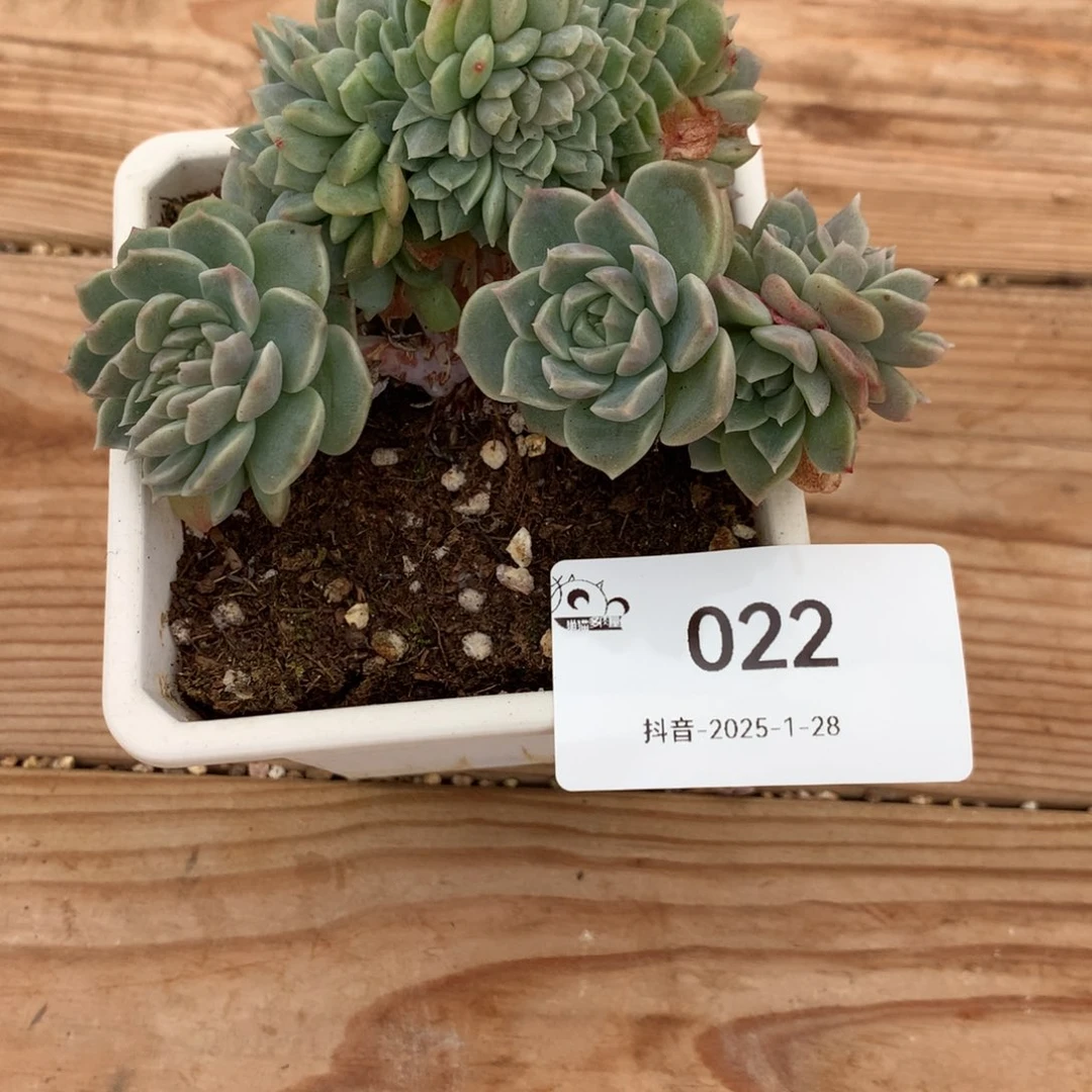 022冰魄多肉22222