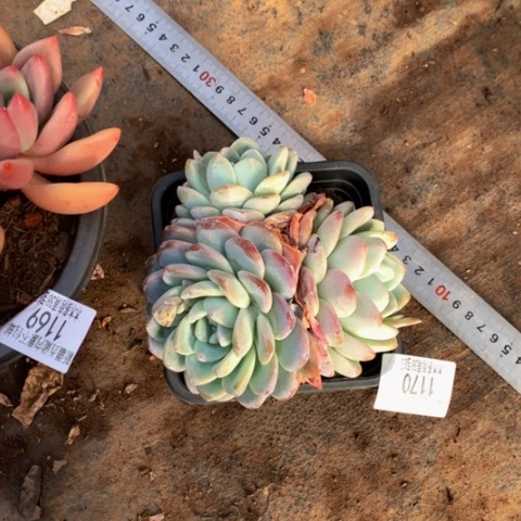 萌*达1170冰玉多肉