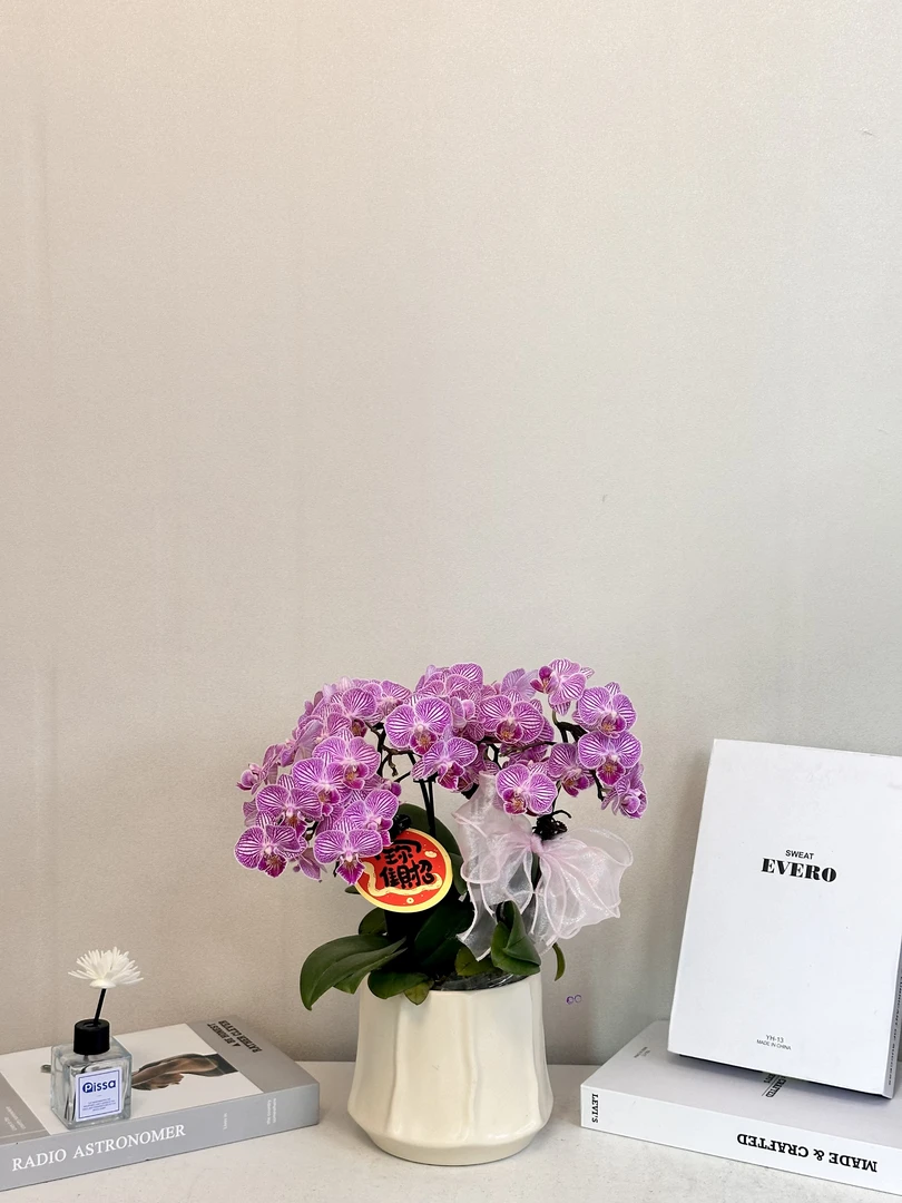 蝴蝶兰 【小樱花】真花 秋冬耐寒花卉 四季开花 多样性发货