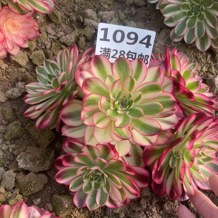 1094三号棚多肉植物