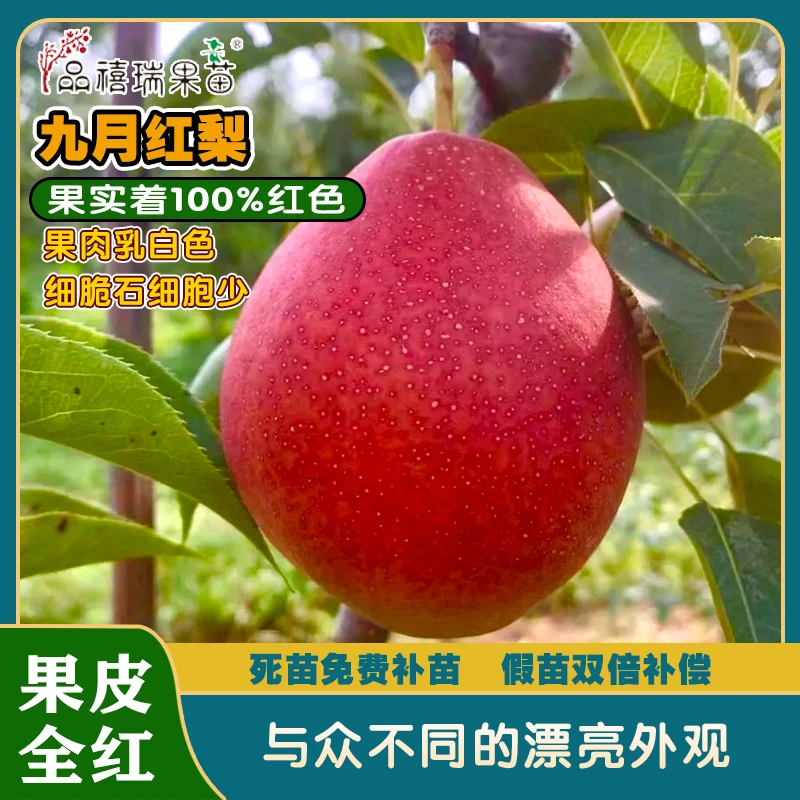 梨树新品种/九月红梨/高糖沙梨/早红梨/贵族红梨/拍下送珍稀品种