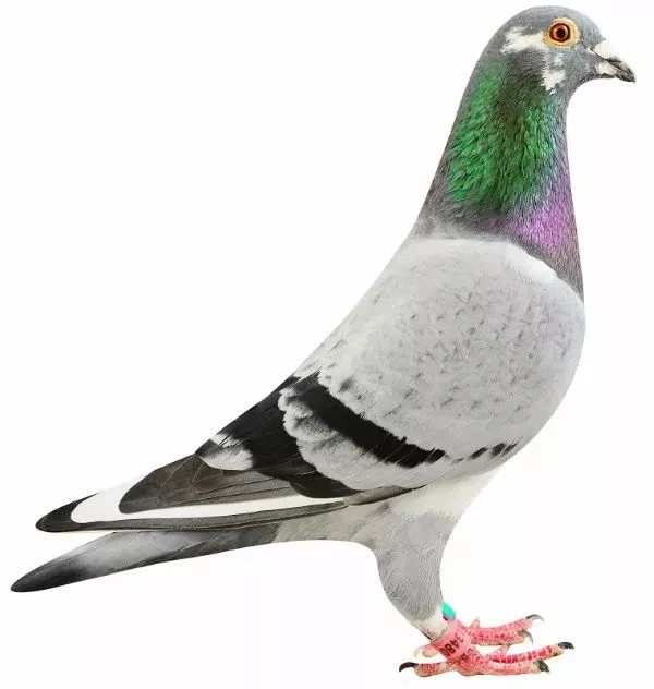 信鸽足环信鸽赛鸽种鸽原环鸽饲养必备