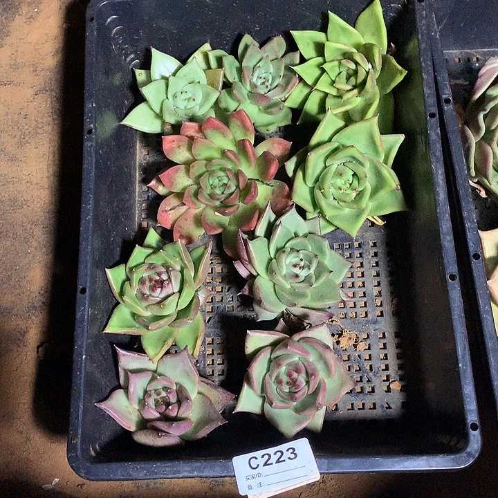 若茹东云框拍C223