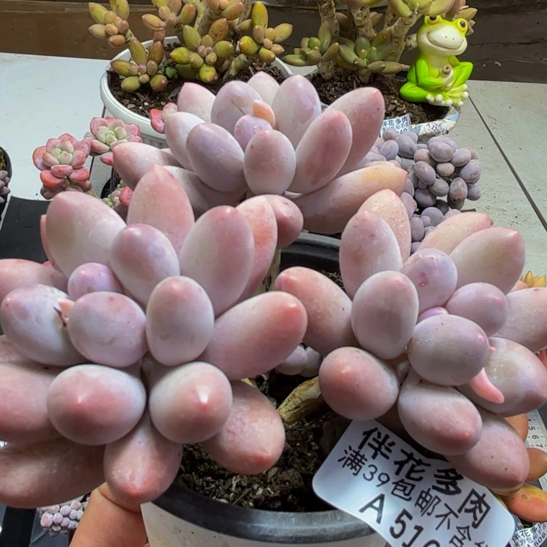 516/10cm汤圆奶酪多肉植物