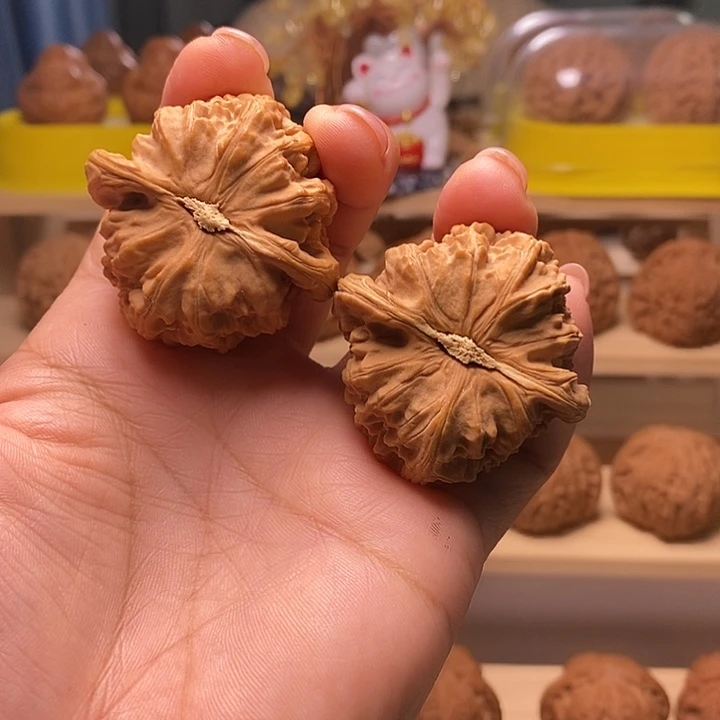 核桃42尺寸的角白