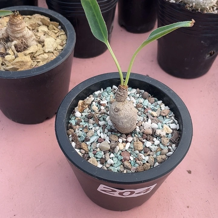 204产地土拨鼠大戟块根