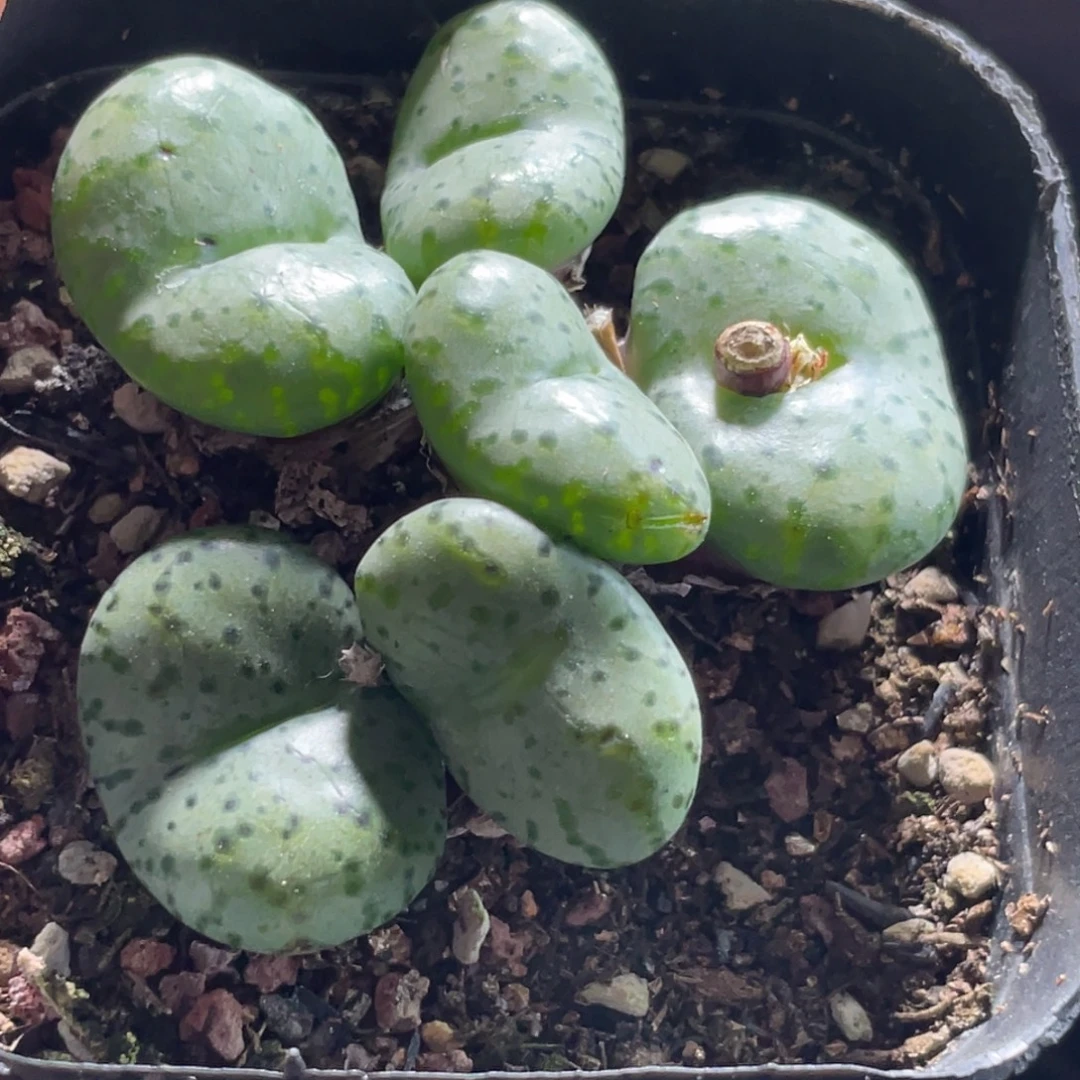 7方安贞大群特价～17