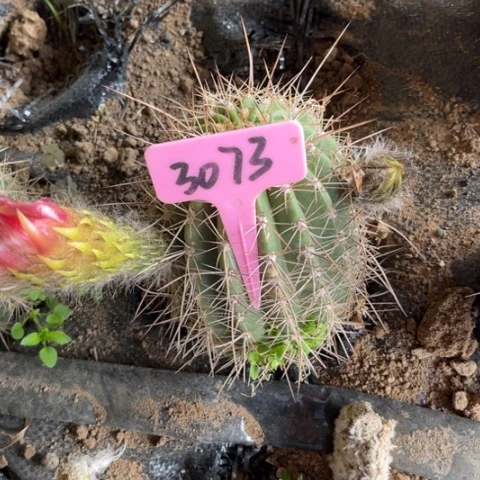 清清4号毛花柱3073