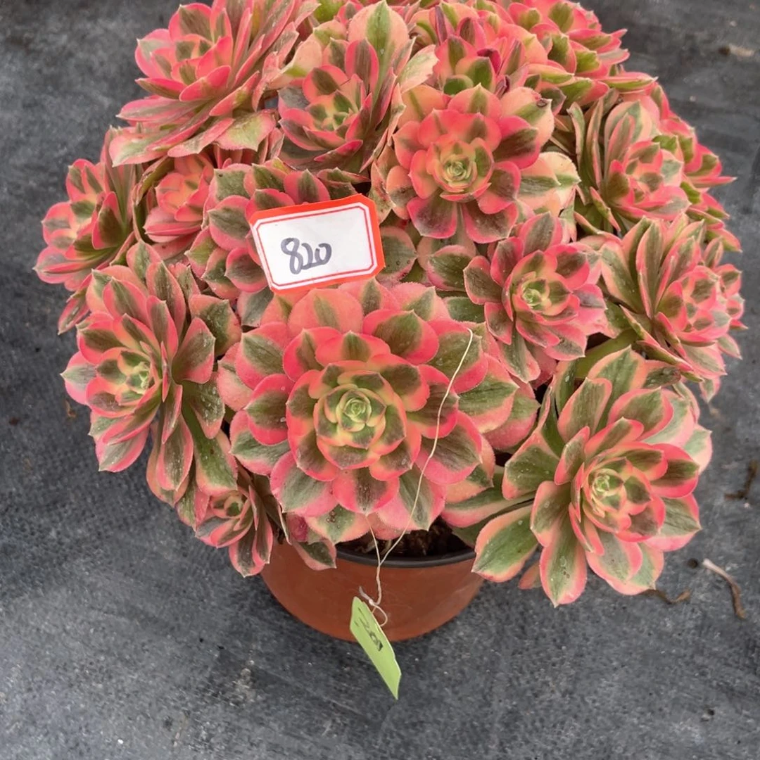 初恋老桩秀球820