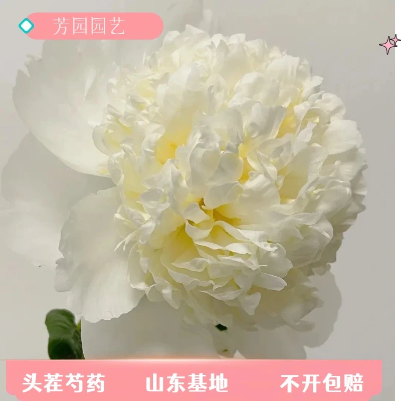【现货-新娘礼会】芍药鲜切花重瓣大芍药山东基地直发