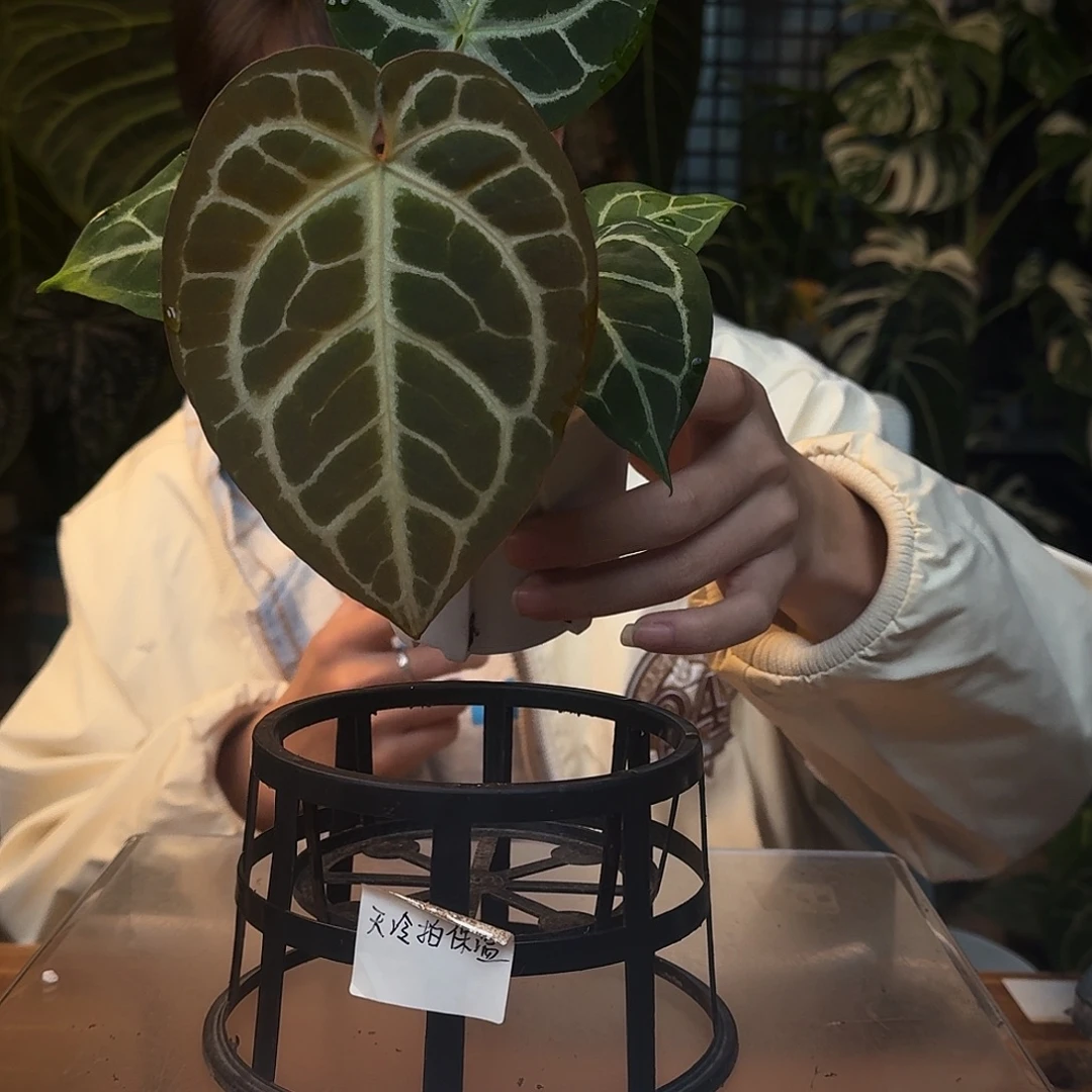 不开花植物J174黑钻石杂黑底撕裂纹