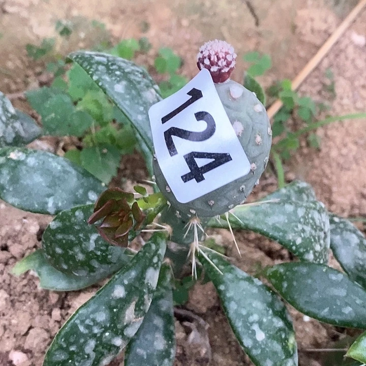 嫁接鹅蛋习124包邮