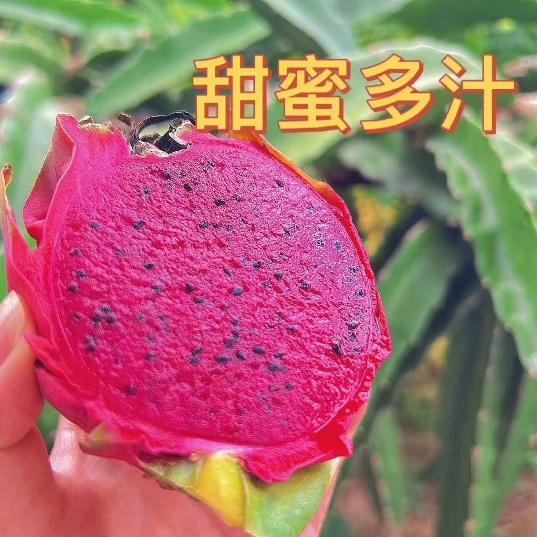 大桥红心火龙果现摘现发新鲜应季产地直发皮薄多汁水果