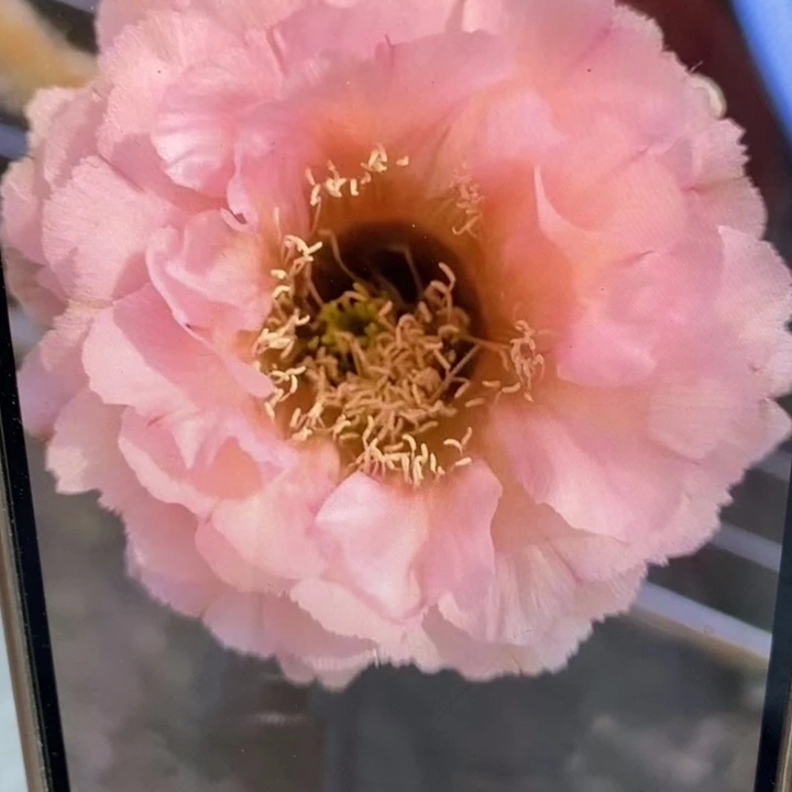 彩草523 号带根5公分左右