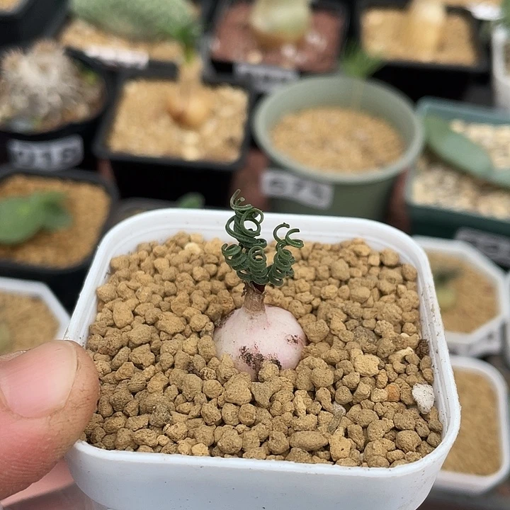 122GL蚊香弹簧草，