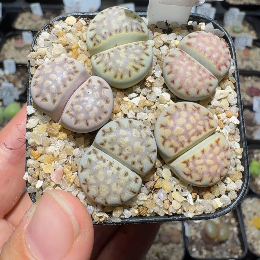 zzzz生石花肉锥1148