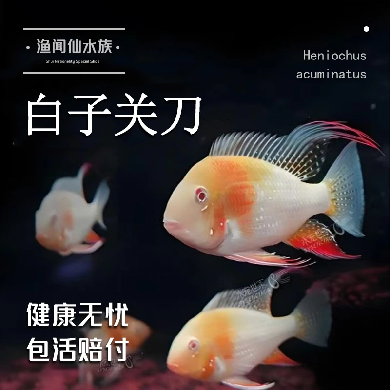 白子关刀红眼白化关刀鱼南美食土鲷慈鲷热带淡水中大型温和观赏鱼