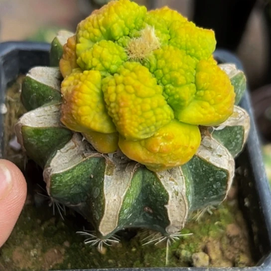 文***艺无花朵大尤牡丹锦072