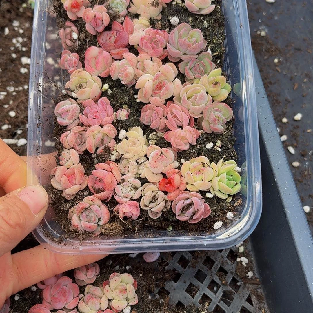 多肉植物多肉植物537