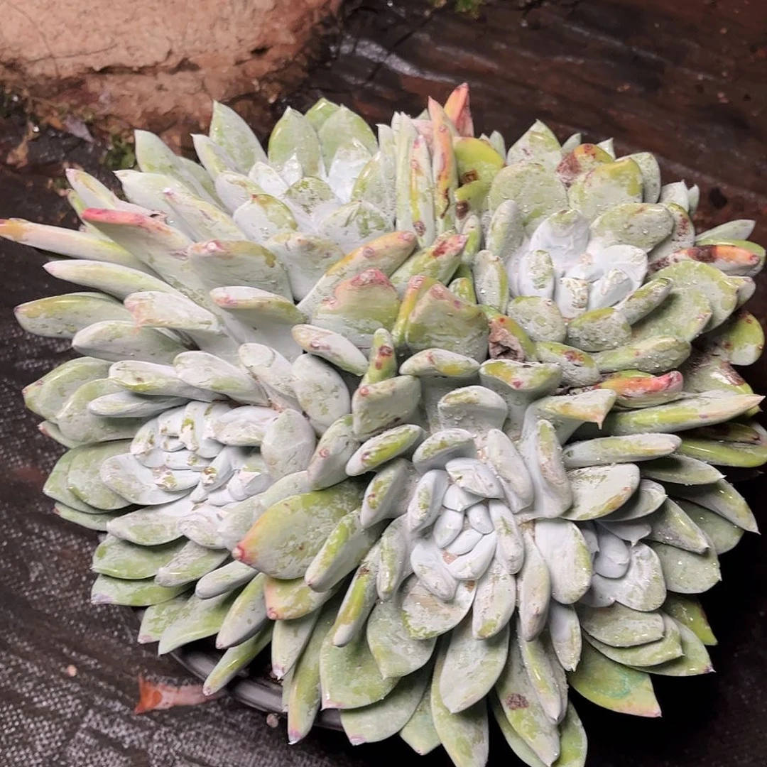 8681帕翠啥仙女杯多肉